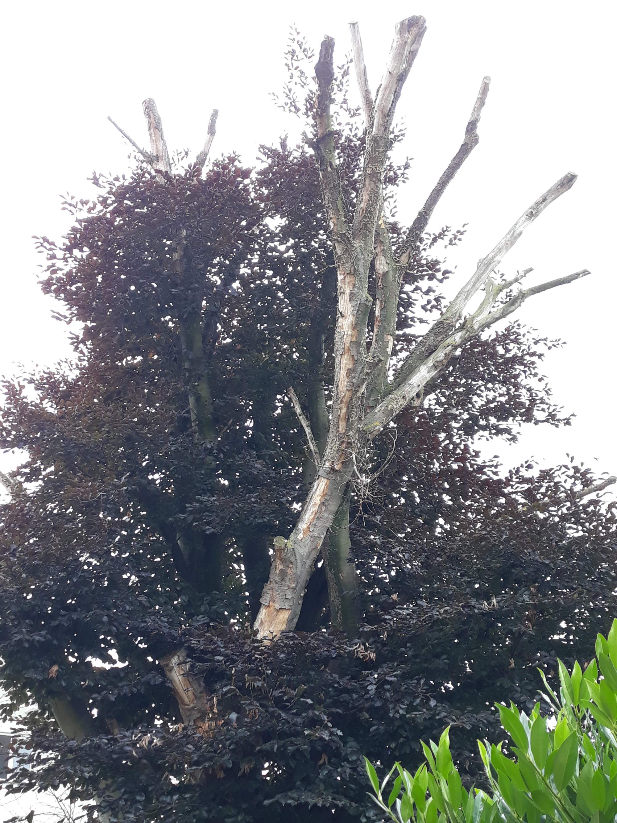 Baumfällung mit Entfernung von Schadholz und abgestorbene Ästen Bild einer Baumfällung mit Entfernung von Schadholz und abgestorbenen Ästen