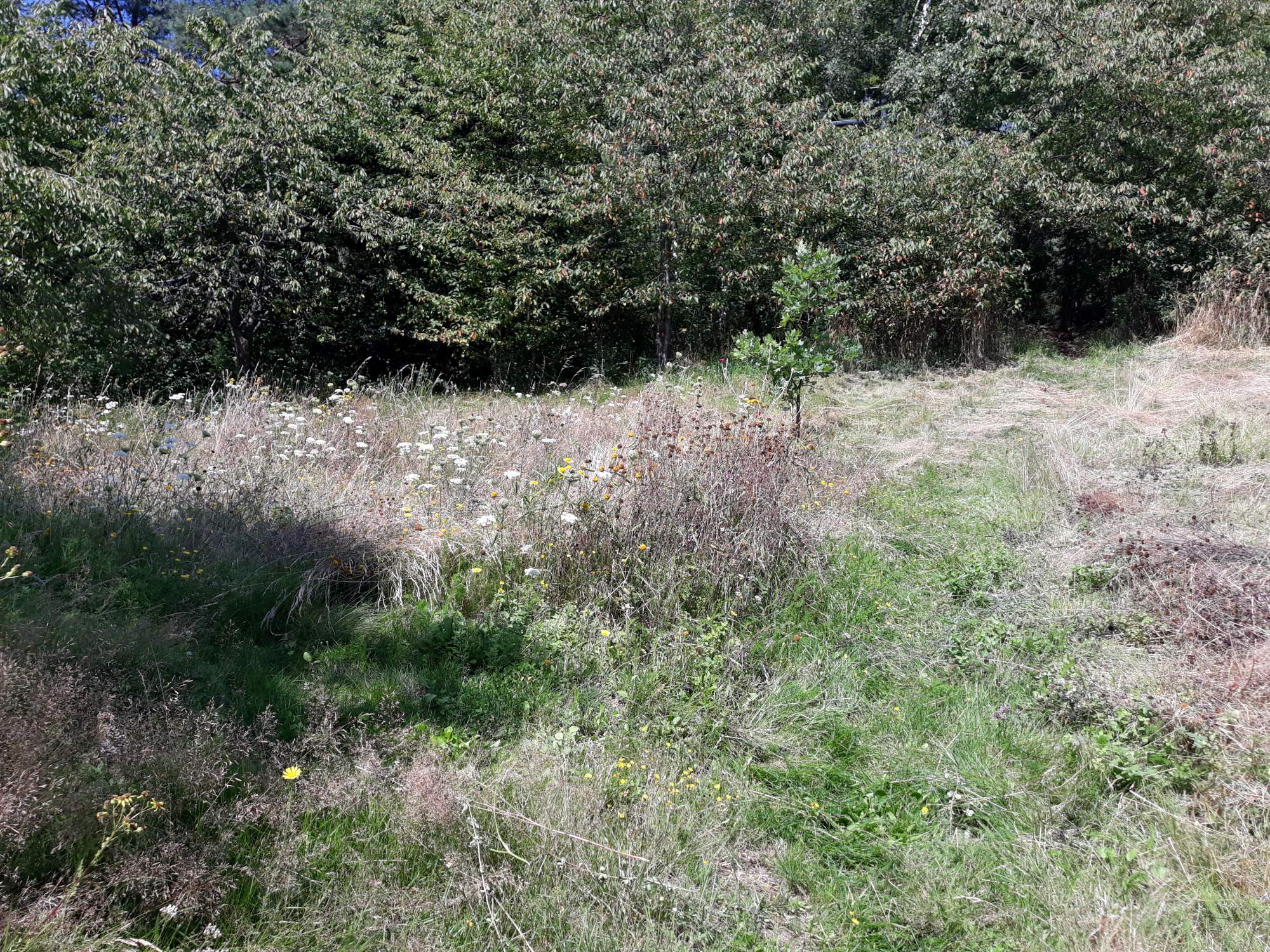 Beseitigung von hohen Gräsern Bild von hohem Grad und verwilderter Landschaft